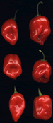 Red Savina Habanero - Click to see a larger picture