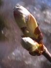 thumbs/dvc00093.jpg