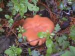 thumbs/dvc00178.jpg