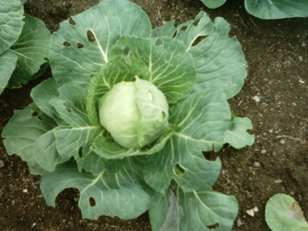 cabbage