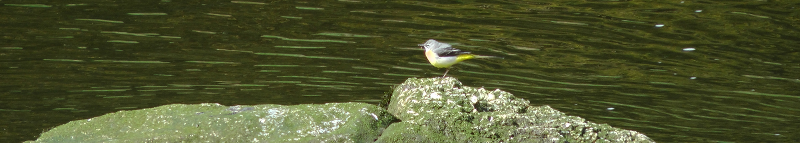 birdonhorserock