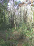 woods1