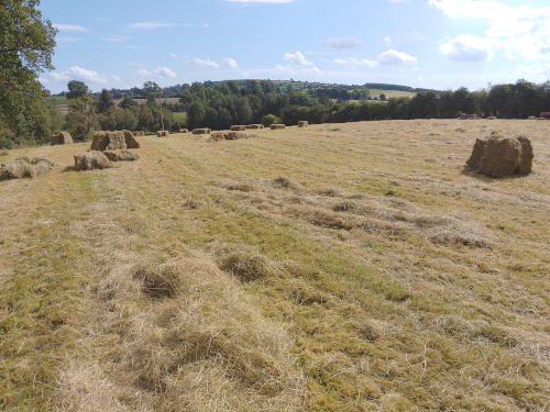 hay