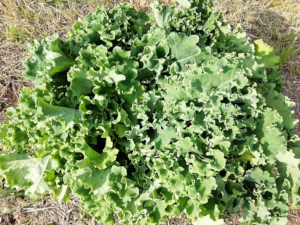 kale