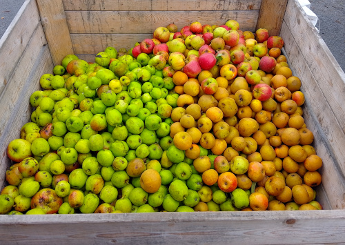 apples
