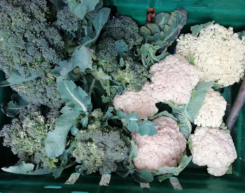 broccoliandcauliflower