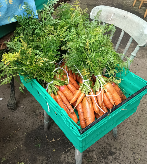 carrots