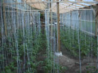 greenhouse d